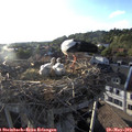 19_15-nest.jpg