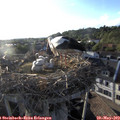 19_20-nest.jpg