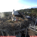 19_25-nest.jpg