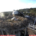 19_30-nest.jpg
