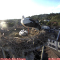 19_35-nest.jpg