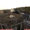 19_50-nest.jpg