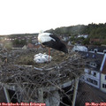 19_55-nest.jpg