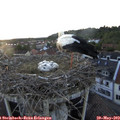 20_00-nest.jpg