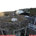20_05-nest.jpg