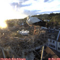 20_10-nest.jpg