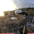 20_20-nest.jpg