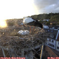20_25-nest.jpg