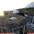 20_30-nest.jpg