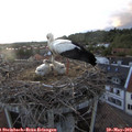 20_35-nest.jpg