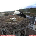20_40-nest.jpg