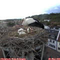 20_45-nest.jpg