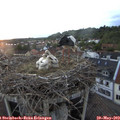 20_50-nest.jpg