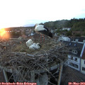 20_55-nest.jpg