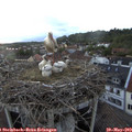 21_00-nest.jpg