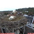 05_35-nest.jpg