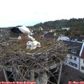 05_40-nest.jpg
