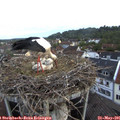 05_50-nest.jpg