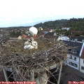 05_55-nest.jpg