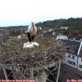 06_05-nest.jpg