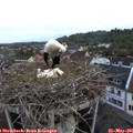 06_10-nest.jpg