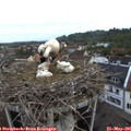 06_15-nest.jpg