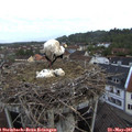 06_20-nest.jpg