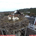 06_25-nest.jpg