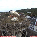 06_30-nest.jpg