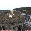 06_35-nest.jpg