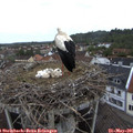 06_40-nest.jpg
