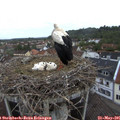 06_45-nest.jpg