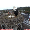 06_50-nest.jpg