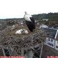 06_55-nest.jpg