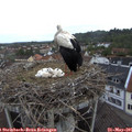07_00-nest.jpg