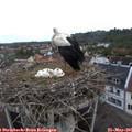 07_05-nest.jpg