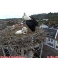 07_10-nest.jpg
