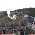 07_15-nest.jpg