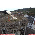 07_20-nest.jpg