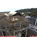 07_25-nest.jpg