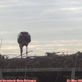 07_30-mast.jpg