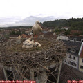 07_30-nest.jpg