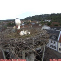 07_35-nest.jpg