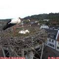 07_40-nest.jpg