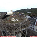 07_45-nest.jpg
