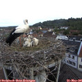 07_50-nest.jpg