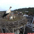 07_55-nest.jpg
