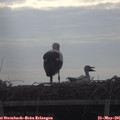 08_00-mast.jpg