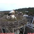08_00-nest.jpg