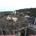 08_05-nest.jpg